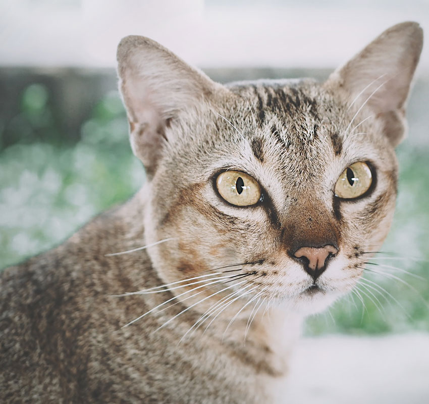 Portrait of a surprised cat Scottish Straight, close up on natural background. Smiling expression, happy
