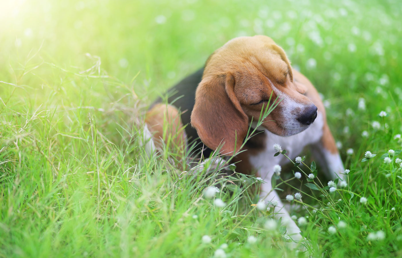 Beagle dog scratching body on green grass outdoor in the park on sunny day.