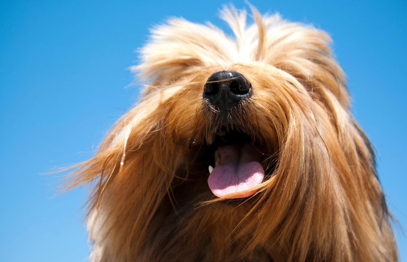 portrait of Yorkshire terrier