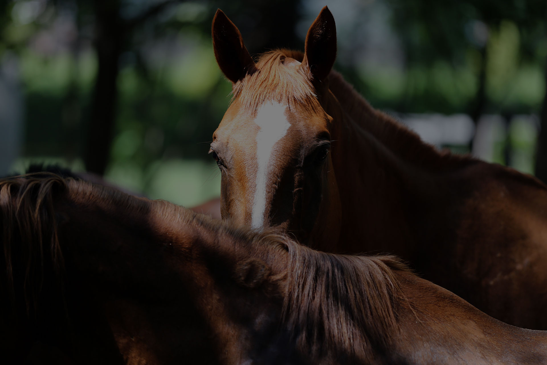 Domestic thoroughbred horse eating hay on hot summer day wooden shadow rural scene